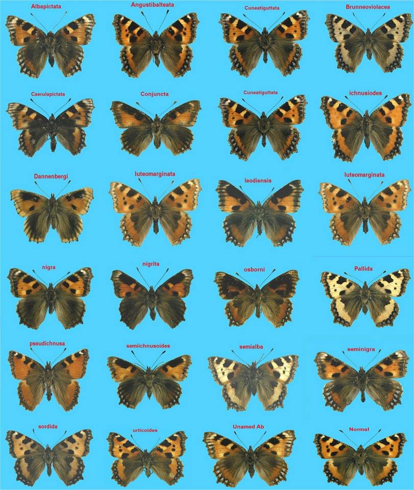 Aglais urticae (collection of aberrations) [Internet image property of respective owner, non commercial use only]